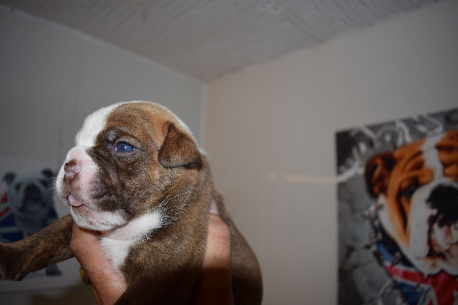 Chiot male 1 b